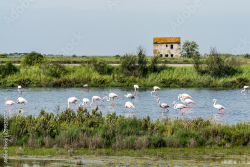 Flamingos in der weiten Landschaft einer Lagune mit der Ruine eines Hauses