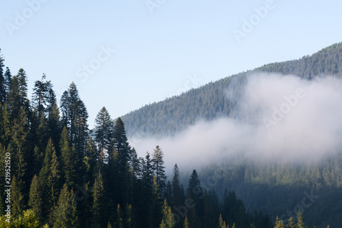 Fototapeta Naklejka Na Ścianę i Meble -  fog or smoke in the mountains covered with coniferous forests. The concept of fire hazard