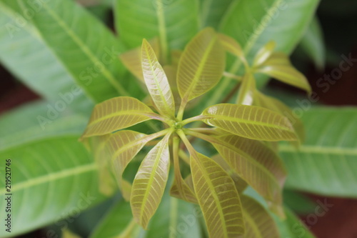 Tender Mango Leaves