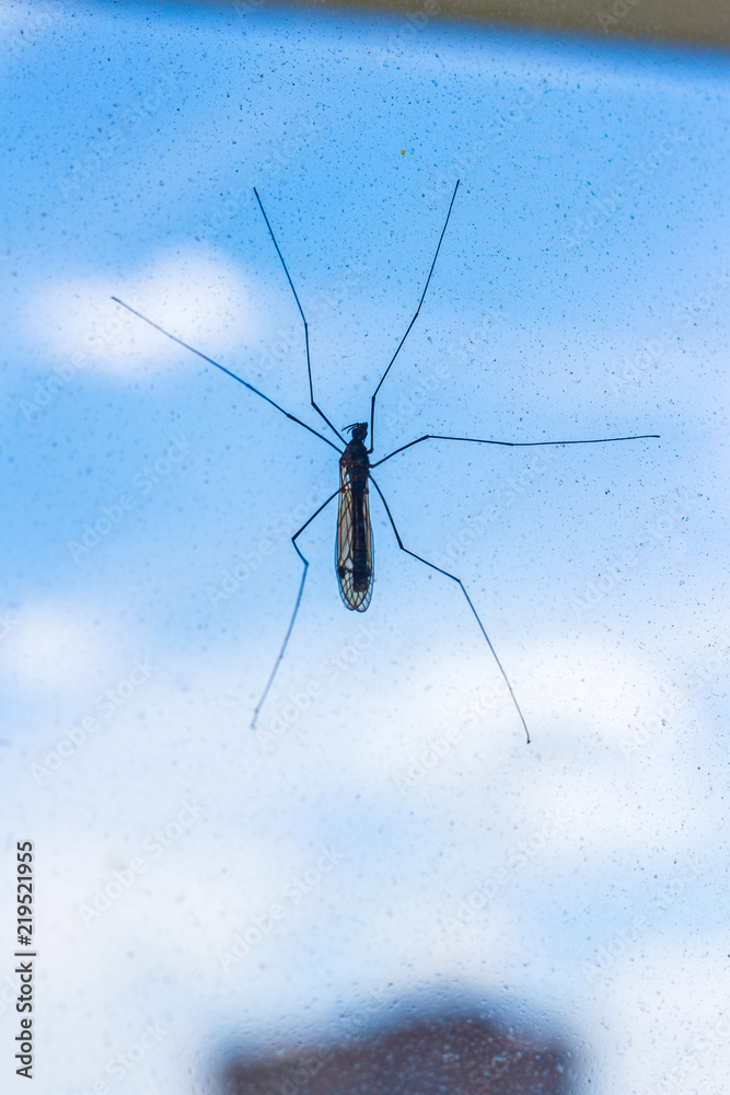 Large mosquito on a window against a blue sky. Vertical composition