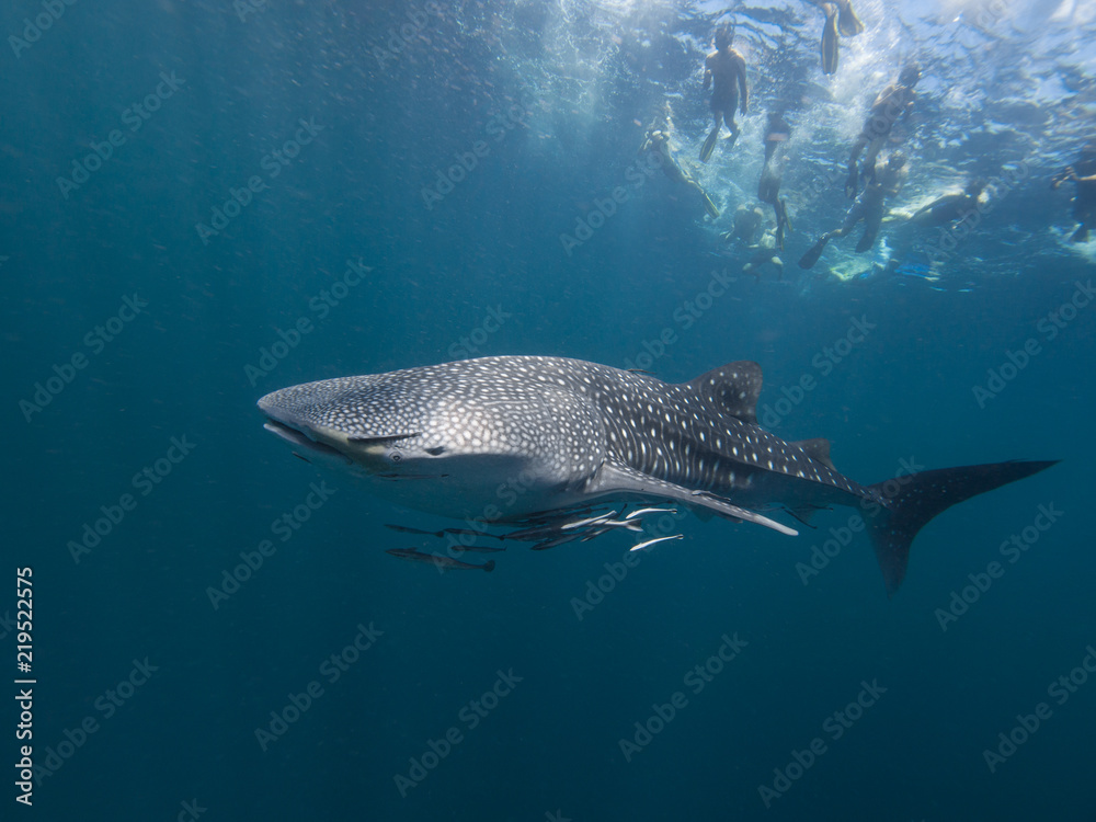 Fototapeta premium Snorkellers watching a Whale shark swimming underneith