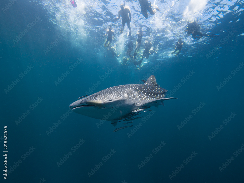 Snorkellers watching a Whale shark swimming underneith