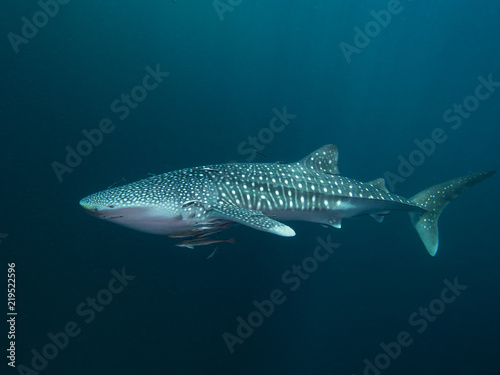 Whale shark from the side