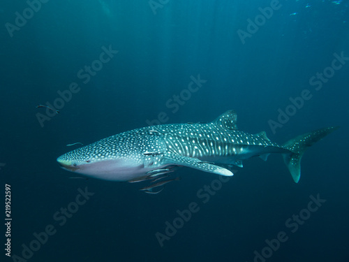 Whale shark from the side