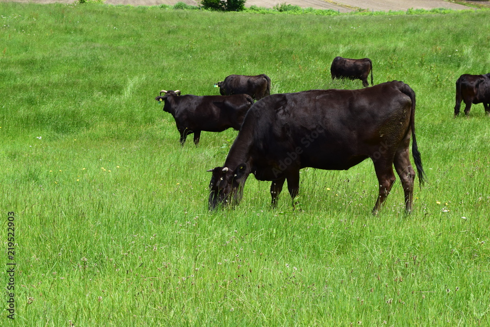 高原牧場の牛の群れ