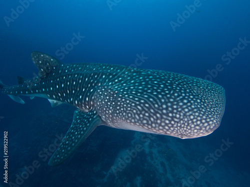 Whale shark from top right side