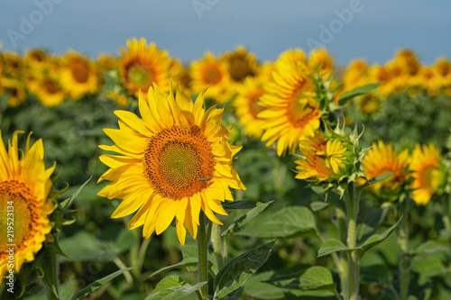 Fototapeta Naklejka Na Ścianę i Meble -  Sonnenblumen
