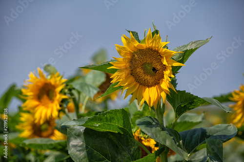 Fototapeta Naklejka Na Ścianę i Meble -  Sonnenblumen