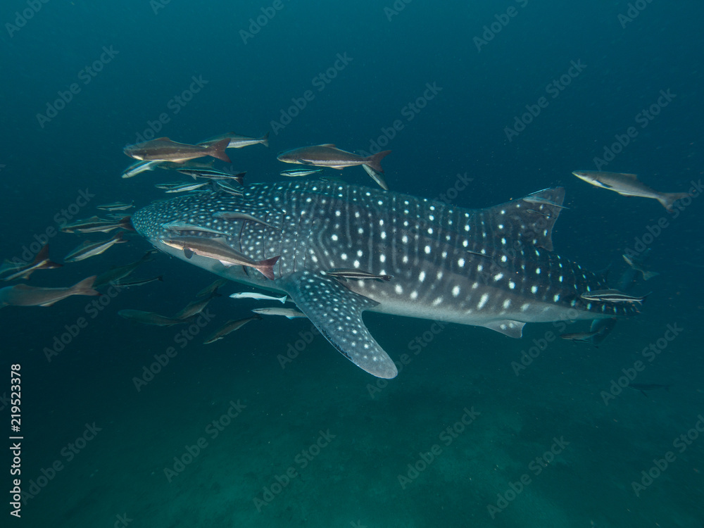 Whale shark with remoras in low visibility Whale shark with remoras in low visibility