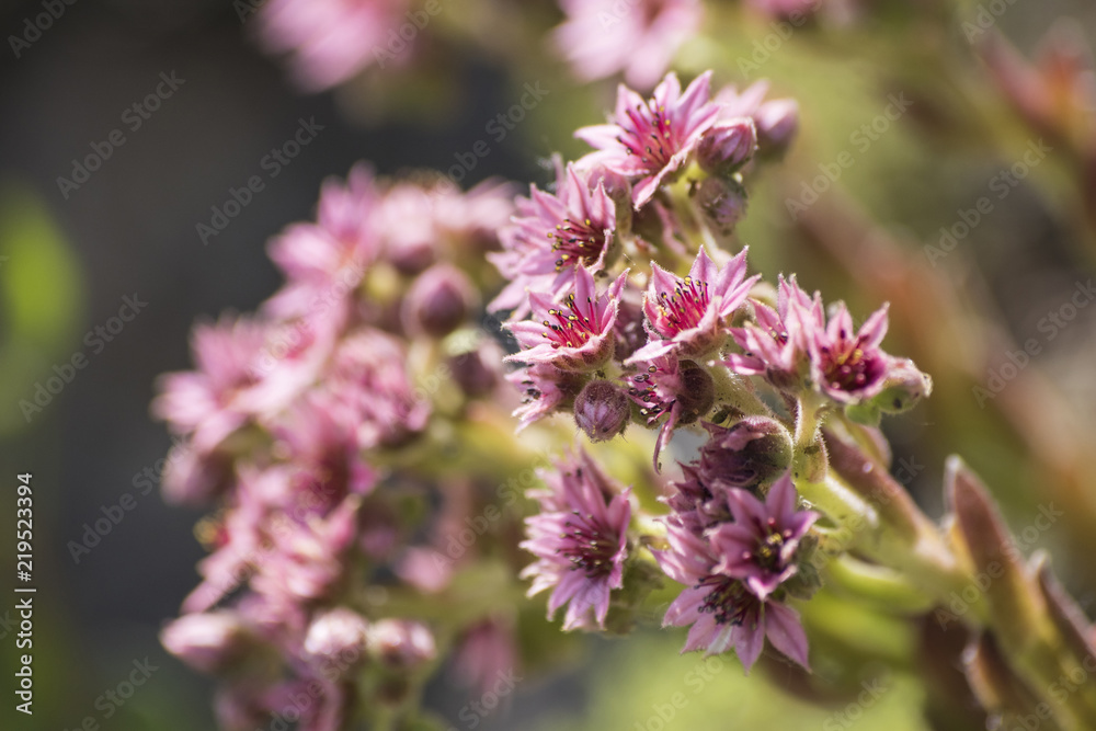 Beautiful pink cactus flowers full of details Beautiful pink cactus flowers full of details