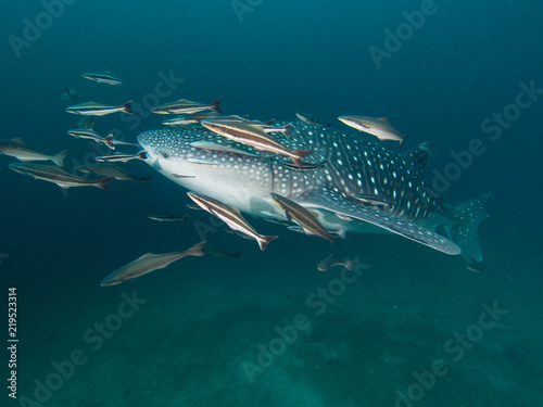 Whale shark with remoras in low visibility