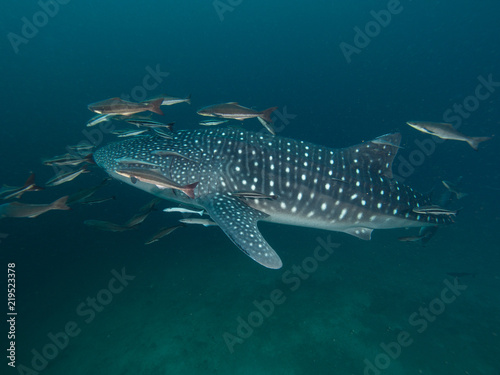 Whale shark with remoras in low visibility