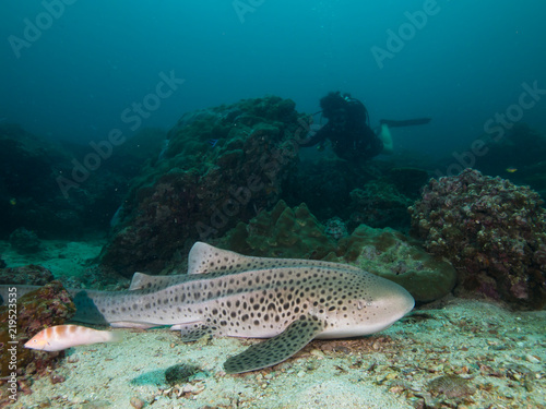 Leopard Shark resting on the sandy bottom