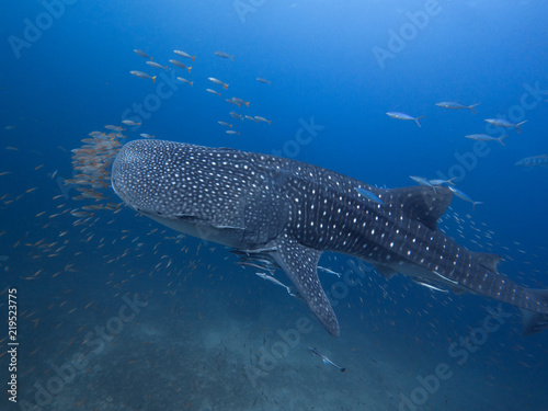 Whale sharkWhale shark with an entourage of fish around it