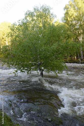 Mountain river Bolshoy Yaloman in the Altai Republic photo