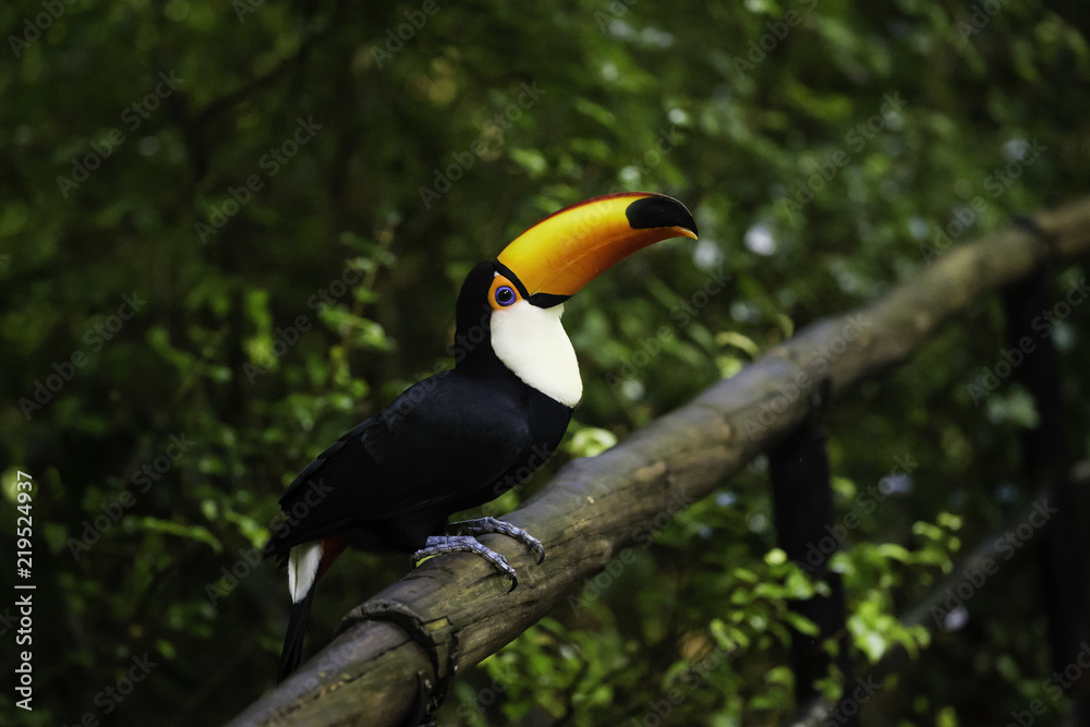 Naklejka premium Brazil Amazon Toucan