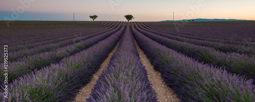 Lavender field  France