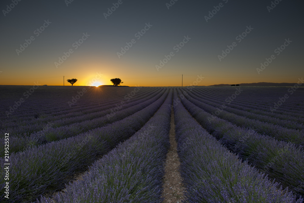 Fototapeta premium Lavender field, France