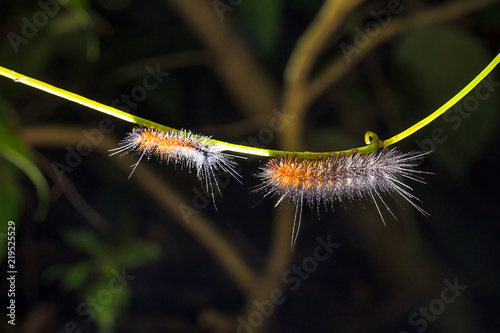 Pilous caterpillar with dew drops photo