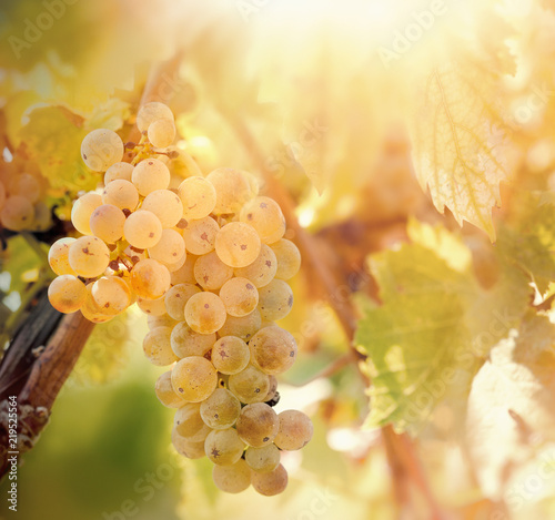 Grape, white grape - grape Riesling (wine grape) on grapevine in vineyard