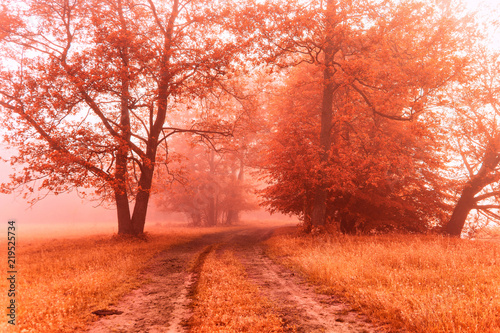 Autumn foggy dirt road. Fall colors sunrise