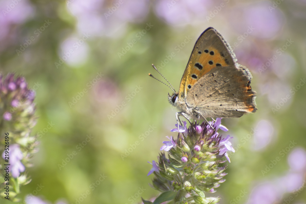 Beautiful orange butterfly posing on a flower in a green background Beautiful orange butterfly posing on a flower in a green background