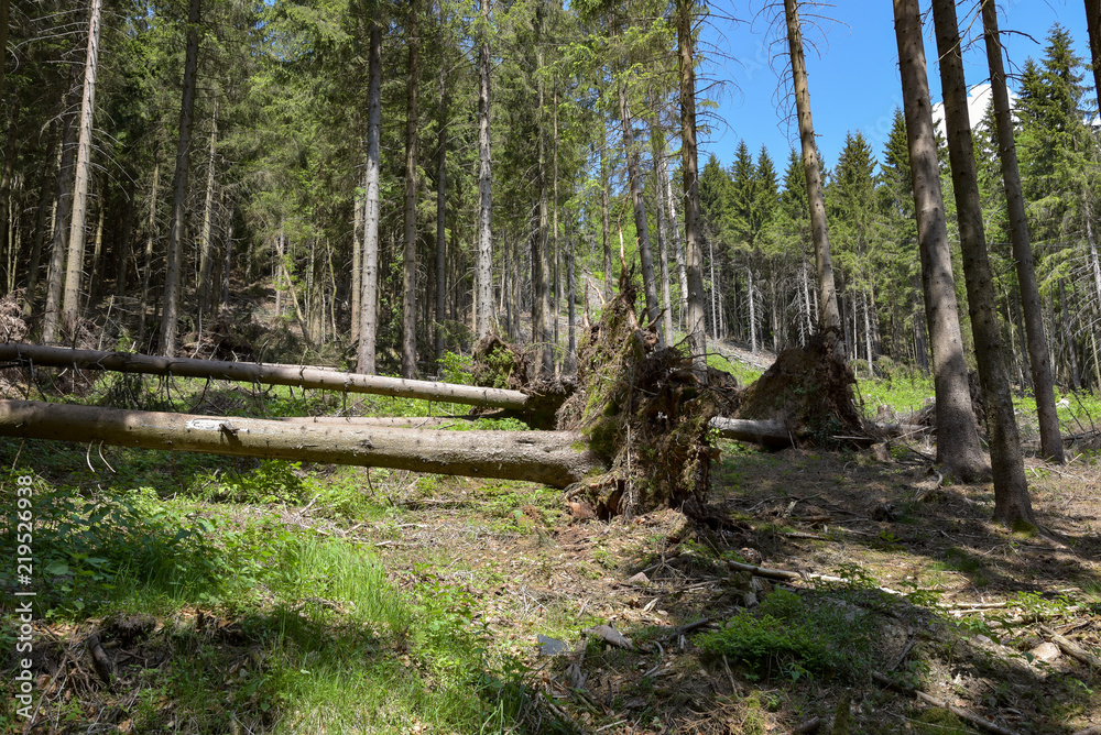 umgeknickte Bäume nach Sturm im Wald umgeknickte Bäume nach Sturm im Wald