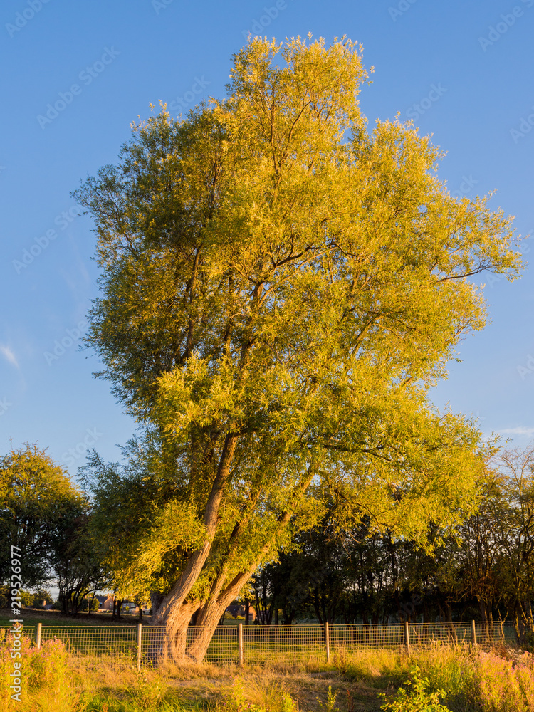 Beautiful golden light of sunset at Pickmere Lake, Pickmere, Northwich, Cheshire, UK Beautiful golden light of sunset at Pickmere Lake, Pickmere, Northwich, Cheshire, UK