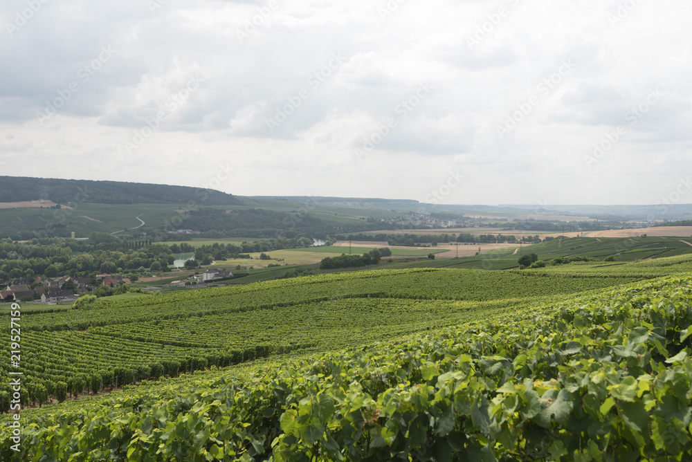 Vineyard on hills in France