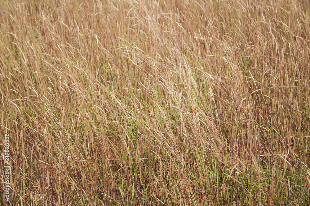 Fototapeta premium Grass background