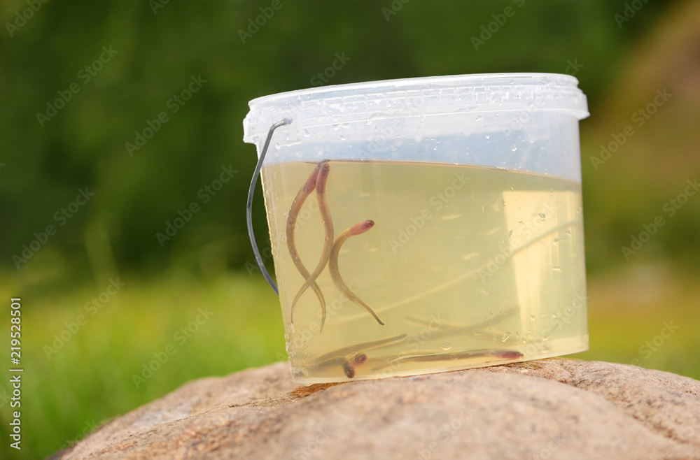 Live larvae of a lamprey (Petromyzontiformes) are in outdoor. The young sea fish is in a transparent plastic bucket with water on a green blurred background. Live larvae of a lamprey (Petromyzontiformes) are in outdoor. The young sea fish is in a transparent plastic bucket with water on a green blurred background.