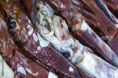 Red squid