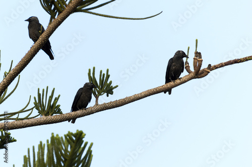 jackdaws