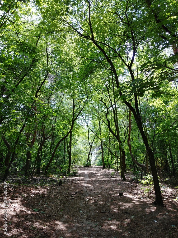 Fototapeta premium park