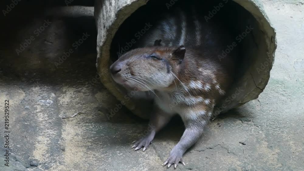 cuniculus spotted Paca , Mammals of South America cuniculus spotted Paca , Mammals of South America