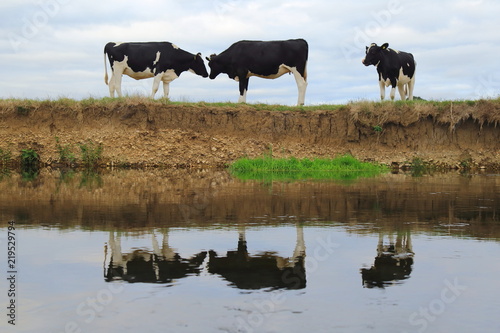 British Friesian cows graze on the farmland around river Axe in East Devon