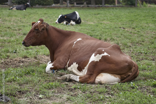 Milk cow on pasture © erwin