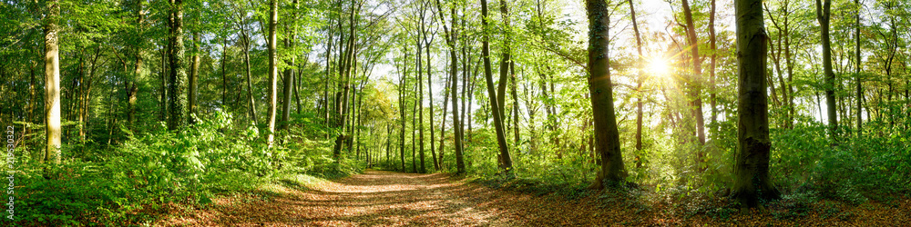 Panorama of a forest with path and bright sun shining through the trees
