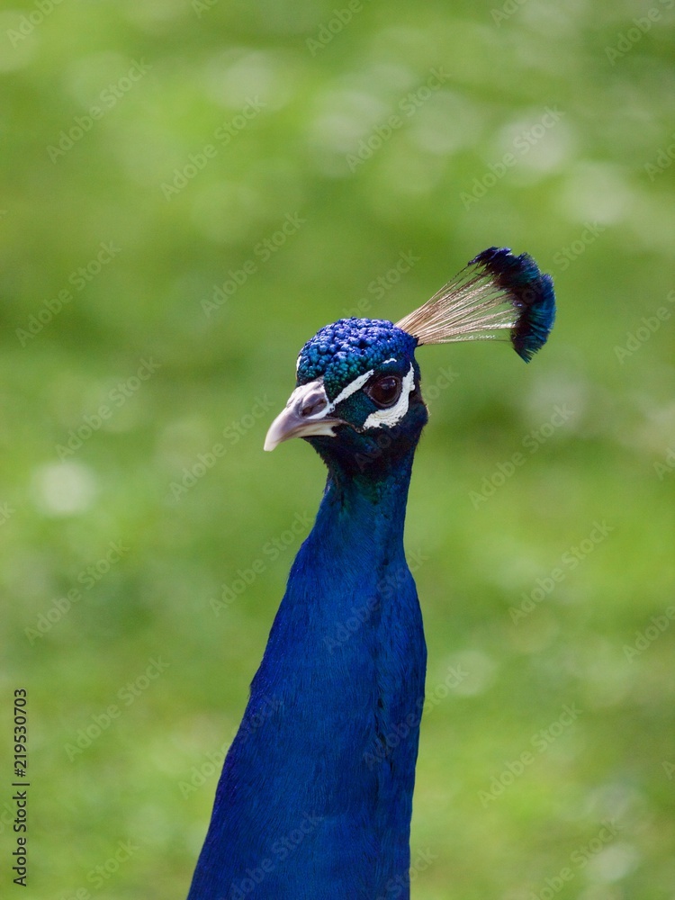 Naklejka premium peacock / Parc de Bagatelle,Paris