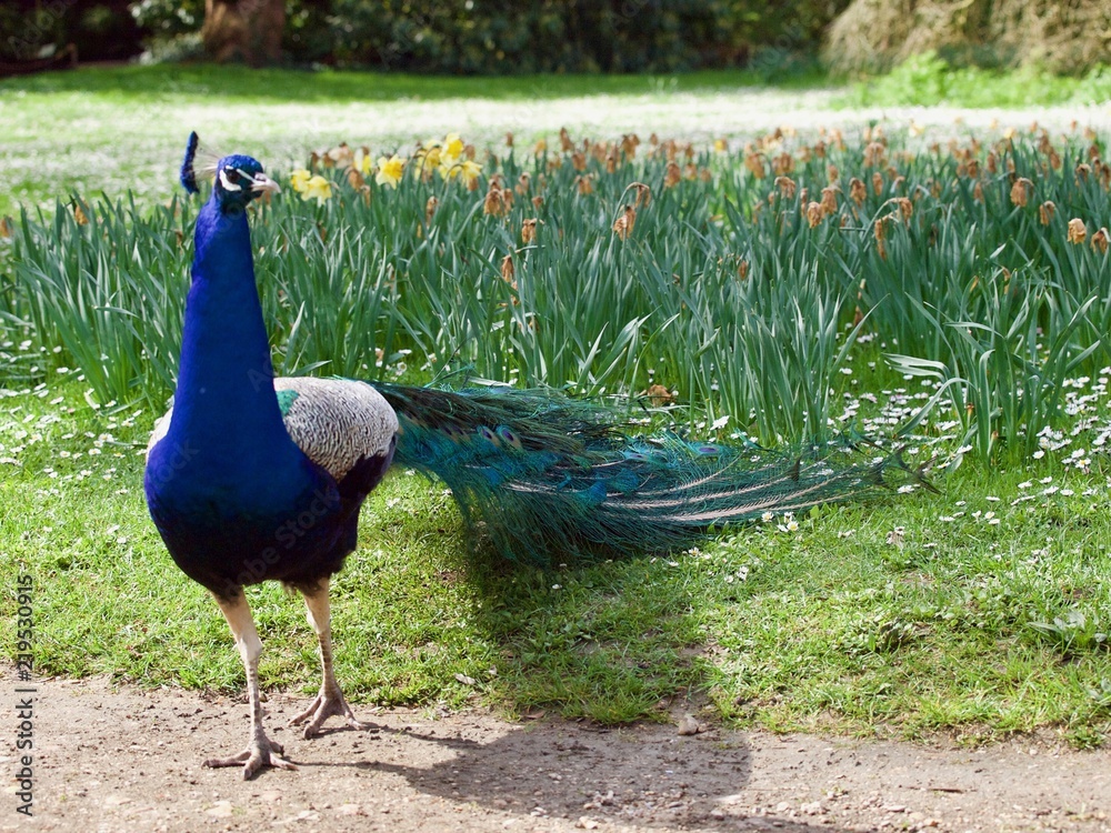 Obraz premium peacock / Parc de Bagatelle,Paris