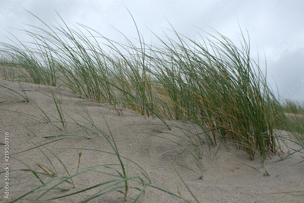 Naklejka premium Strandhafer im Wind