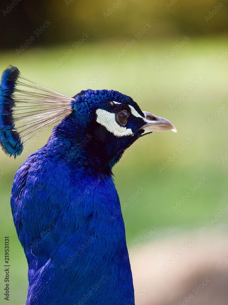 peacock / Parc de Bagatelle,Paris peacock / Parc de Bagatelle,Paris
