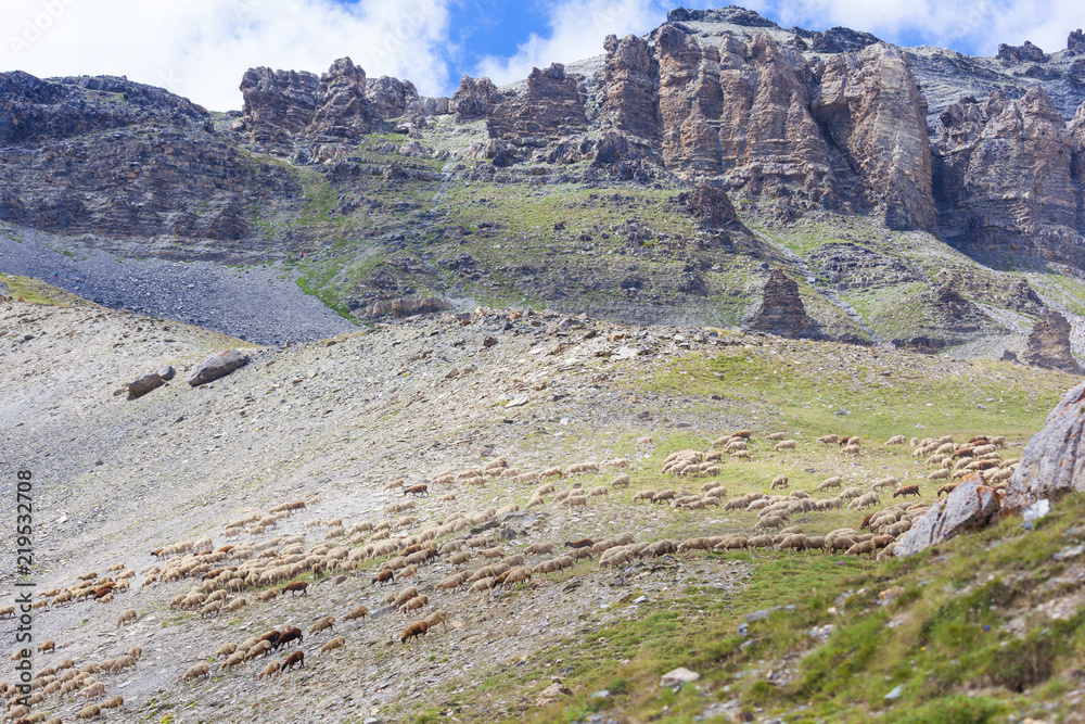 Troupeau de mouton dans le Mercantour