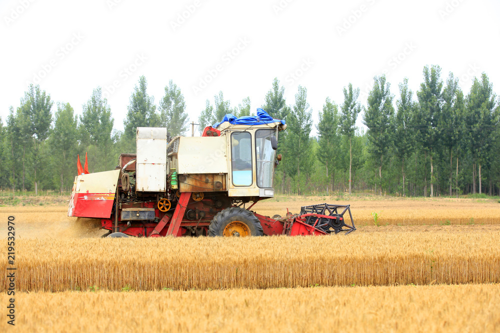 Fototapeta premium combine harvester working