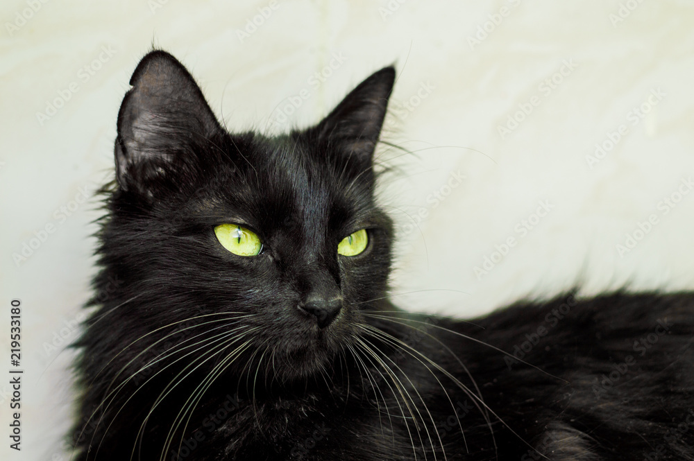 Portrait of a black cat with green eyes