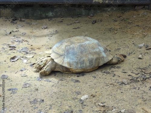 Galapagos giant tortoise sleeping or resting photo