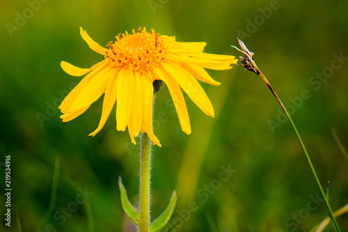 Arnica Montana flower photo