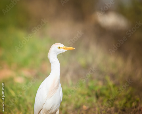 cattle egret