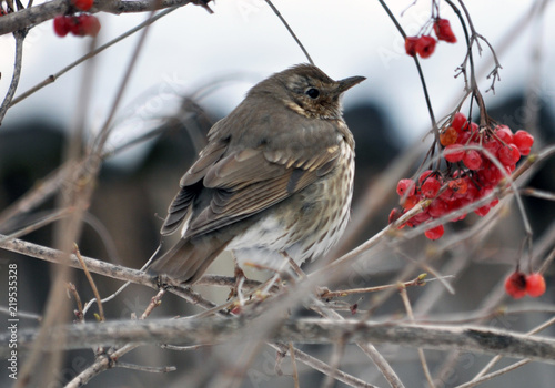 Turdus philomelos sits on a branch of a guelder rose