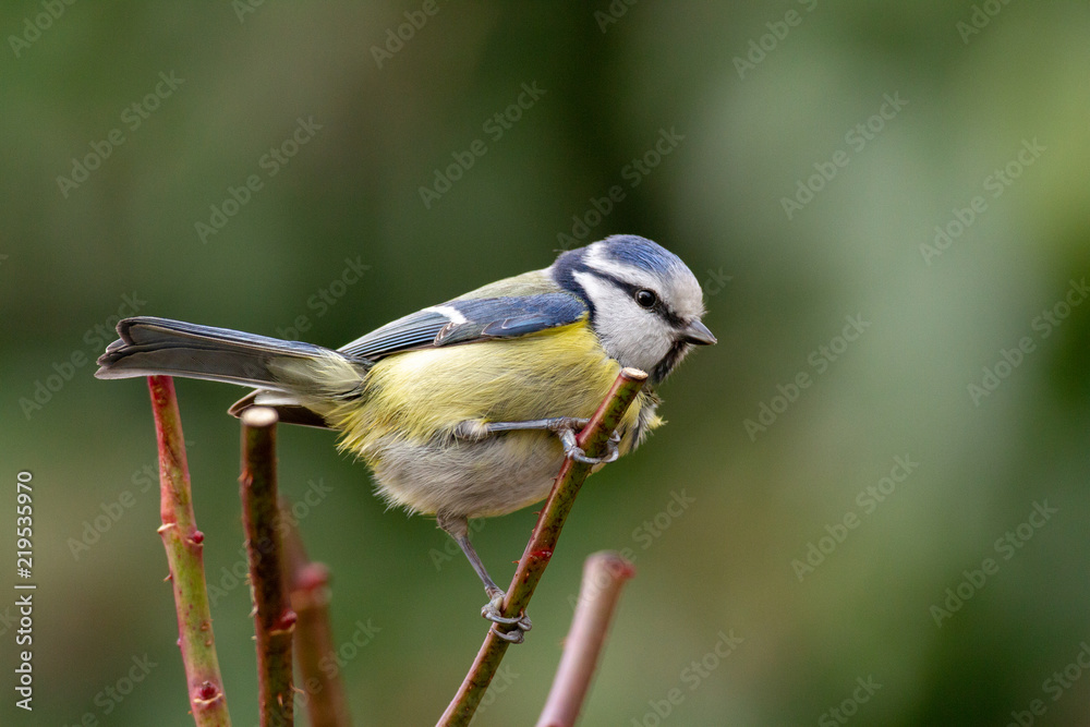 Obraz premium Mésange bleue (cyanistes caeruleus) sur une branche de rosier